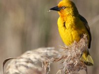 frieda 016  Cape Weaver - Frieda Prinsloo 2012 : frieda